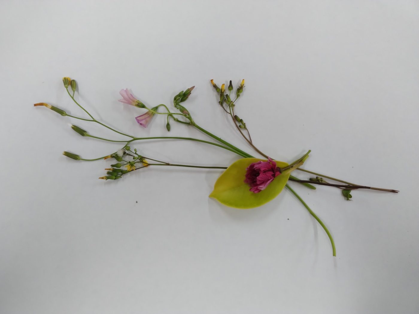 Nature's color palette: an arrangement of small wildflowers and a leaf