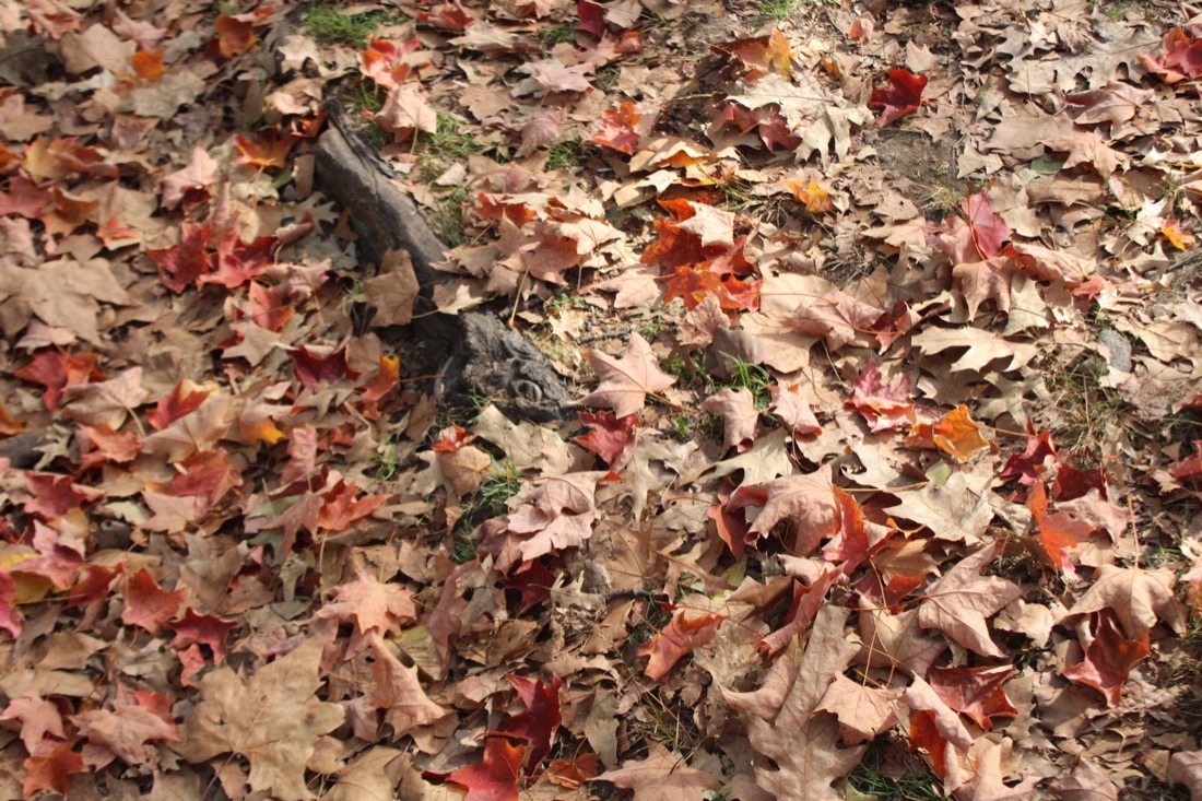 Photo from 10.19.2025 42